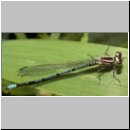 Coenagrion puella - Hufeisen-Azurjungfer m08.jpg